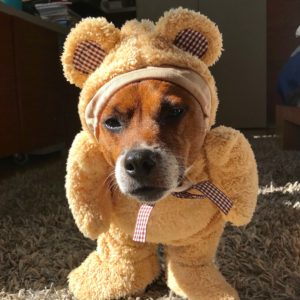 Pet - Karma Adam Levine in a costume