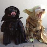 Pets dressed in halloween costumes