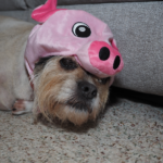 Pet Shorty dressed in a pig costume