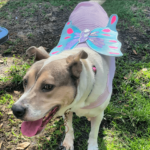 Pet dressed in a halloween costume